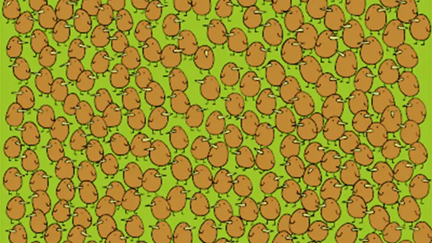 Kiwi bird I spy goes viral for being too tricky. How long does it take you to spot the kiwifruit?