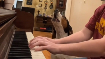 Adorable video of piano obsessed dog singing along to 'Hallelujah' goes viral