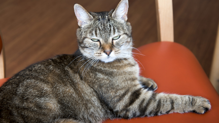 Is your cat a psychopath? Take this online test created by scientists to find out!