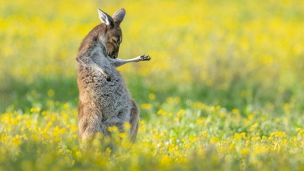 Air-guitar playing kangaroo has been named the funniest wildlife photo of 2023