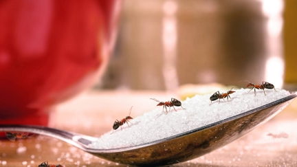 Mum reveals simple 1-ingredient hack to keep ants out of your house
